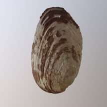 Mussel Shell from Enslaved Quarter